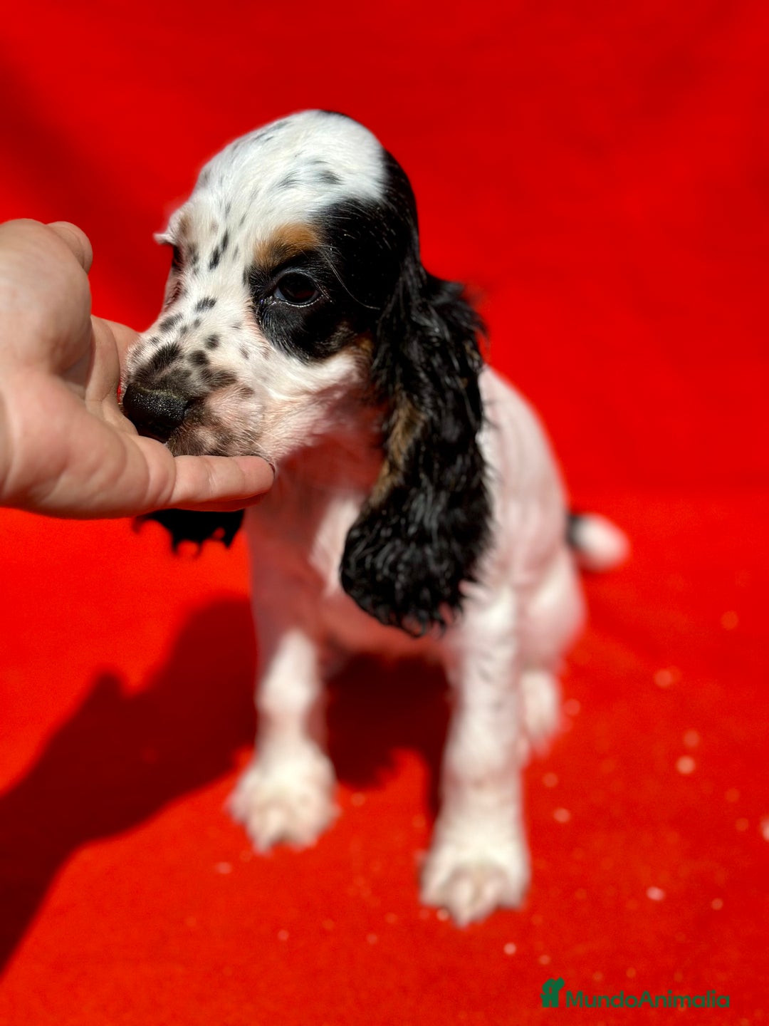 Cocker Spaniel Inglés perros en venta: COCKER SPANIEL INGLÉS RUANO HEMBRAS - Imagen 2