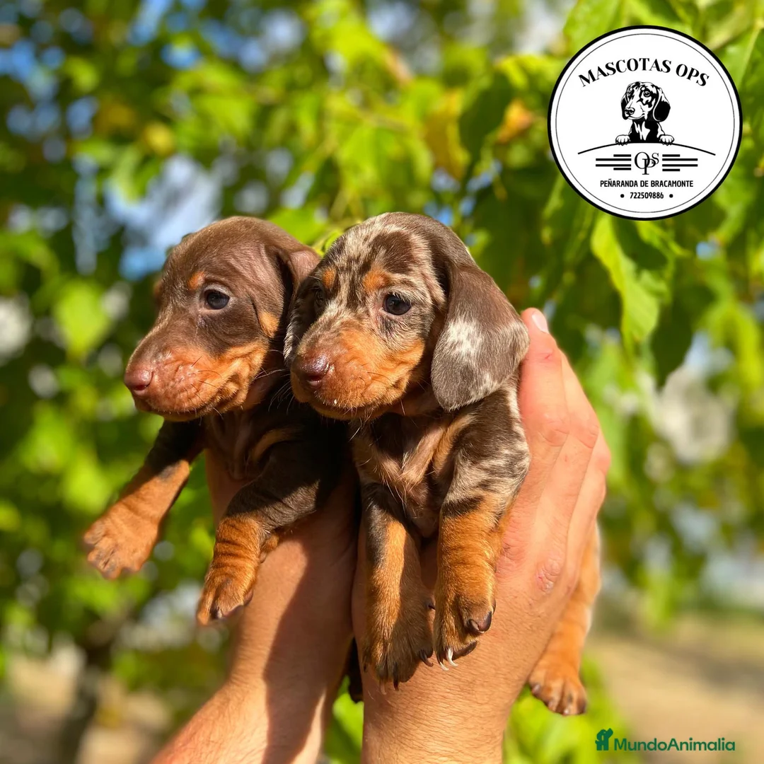 Teckel Miniatura perros en venta: Teckel miniatura ¡PRECIO REAL! - Anuncio 1