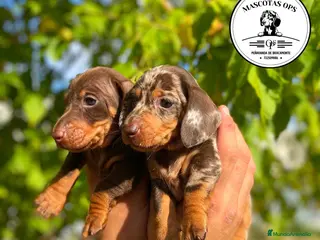 Teckel Miniatura perros Teckel miniatura ¡PRECIO REAL! - Anuncio 14