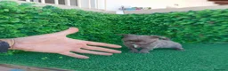 Chihuahua perros en venta: PRECIOSOS CHIHUAHUA RUSO Y ASIÁTICO - Anuncio 7