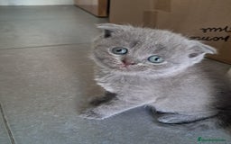 Británico de Pelo Corto gatos en venta: BRITISH PURA RAZA  - Imagen 7