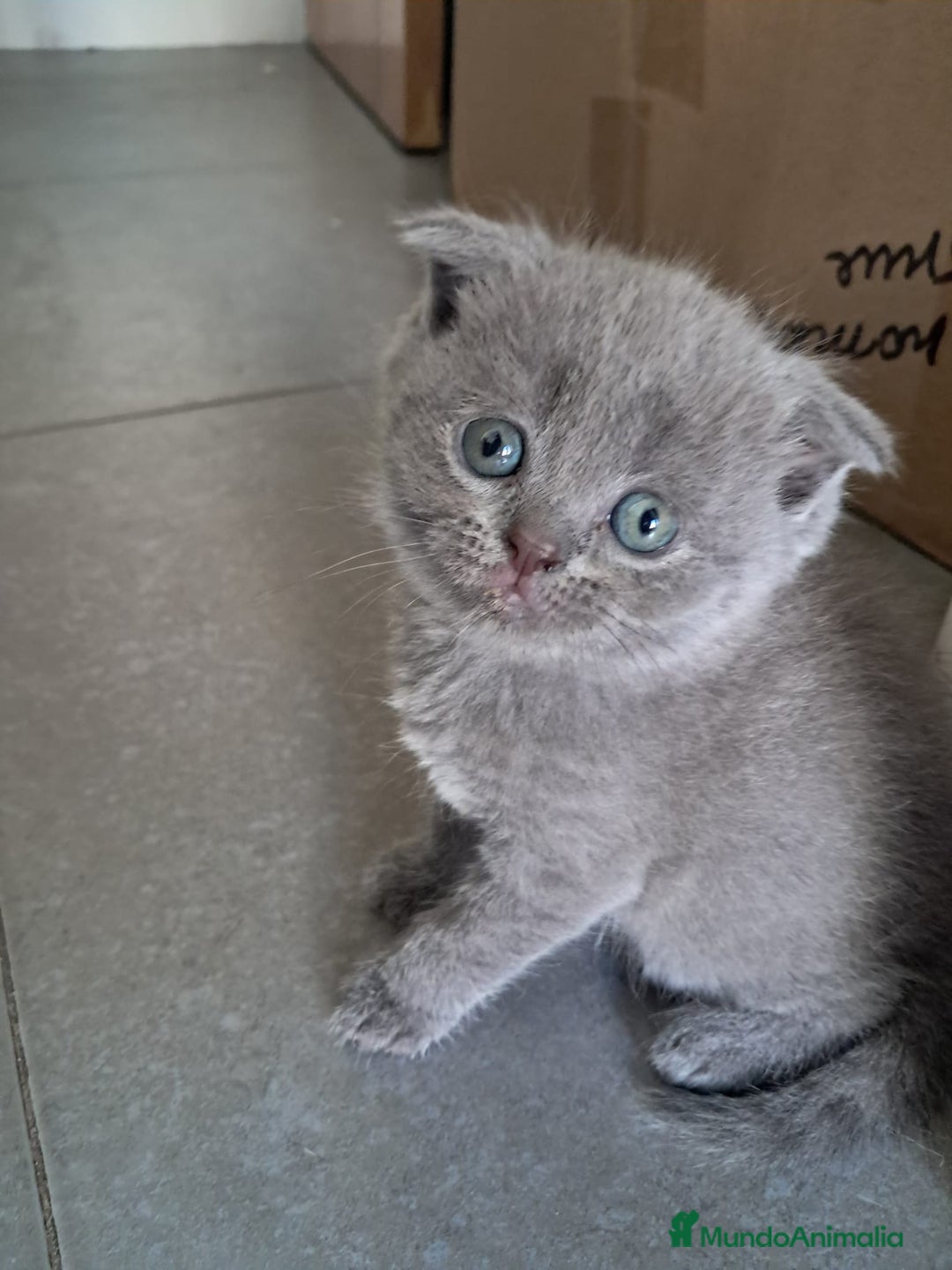 Británico de Pelo Corto gatos en venta: BRITISH PURA RAZA  - Imagen 7