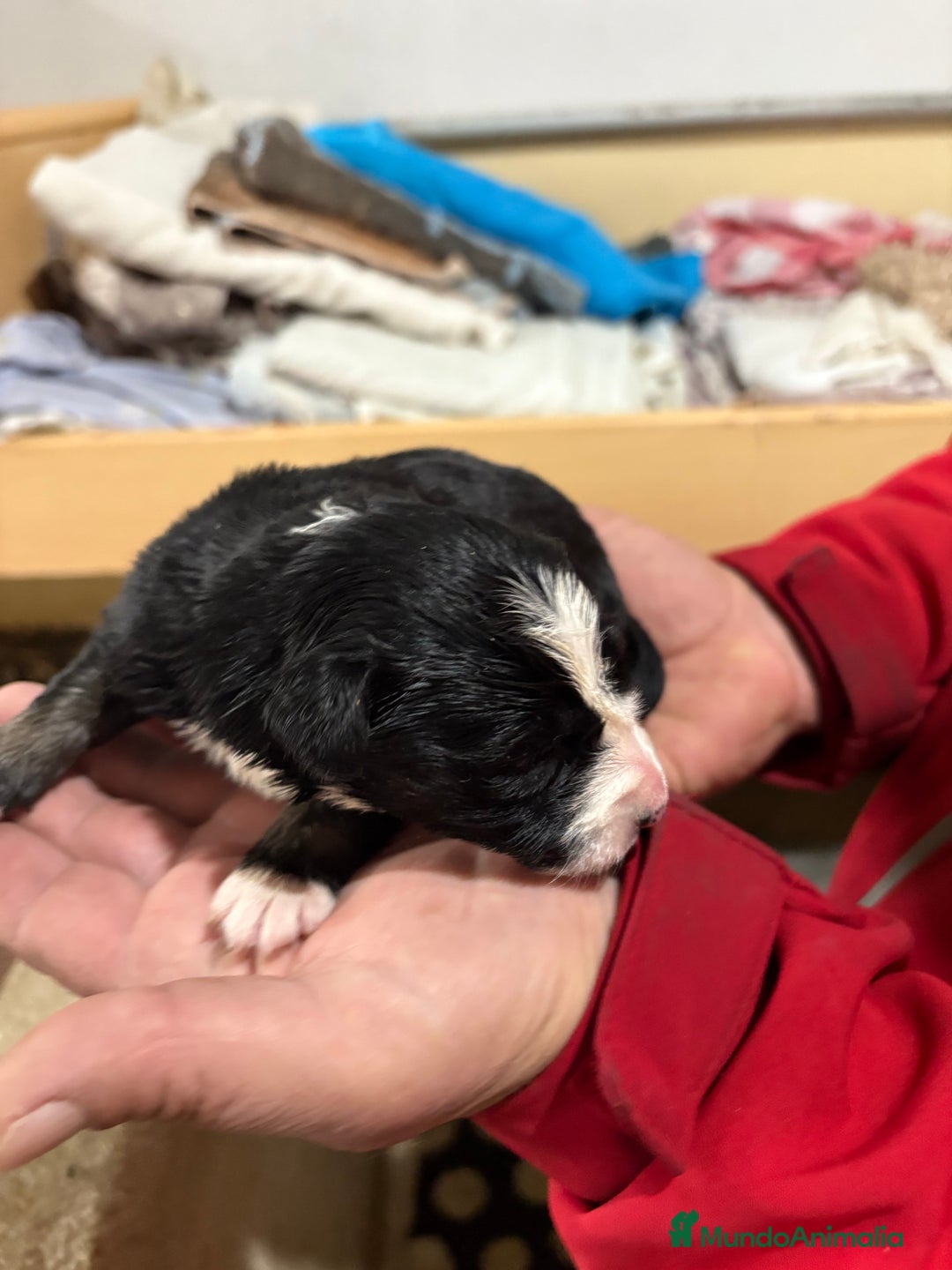 Border Collie perros en venta: Cachorros border collie machos y hembras varios  - Anuncio 23