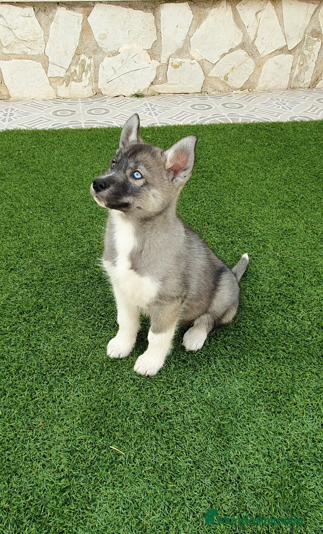Husky Siberiano perros Husky Agouti (color lobo exótico) Hembrita - Anuncio 9