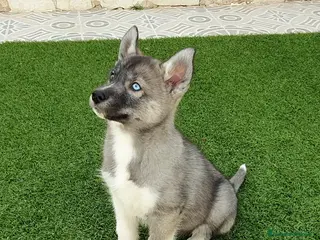 Husky Siberiano perros Husky Agouti (color lobo exótico) Hembrita - Anuncio 9