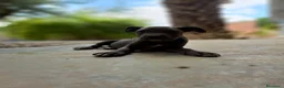 Cane Corso perros en venta: Cane Corso - Anuncio 4