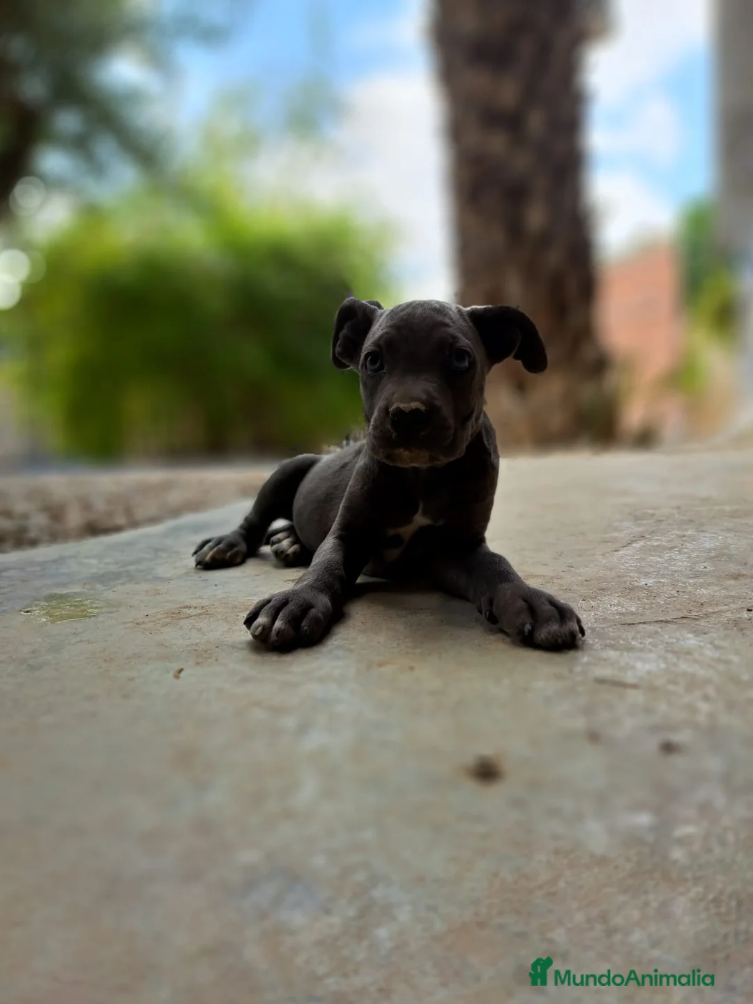 Cane Corso perros en venta: Cane Corso - Anuncio 4