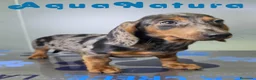 Teckel perros en venta: Teckel Macho de Kily y Luisiño 8171 - Anuncio 8