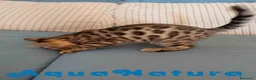 Bengalí gatos en venta: Gatitos BENGALI - AQUANATURA en Barcelona - Anuncio 11