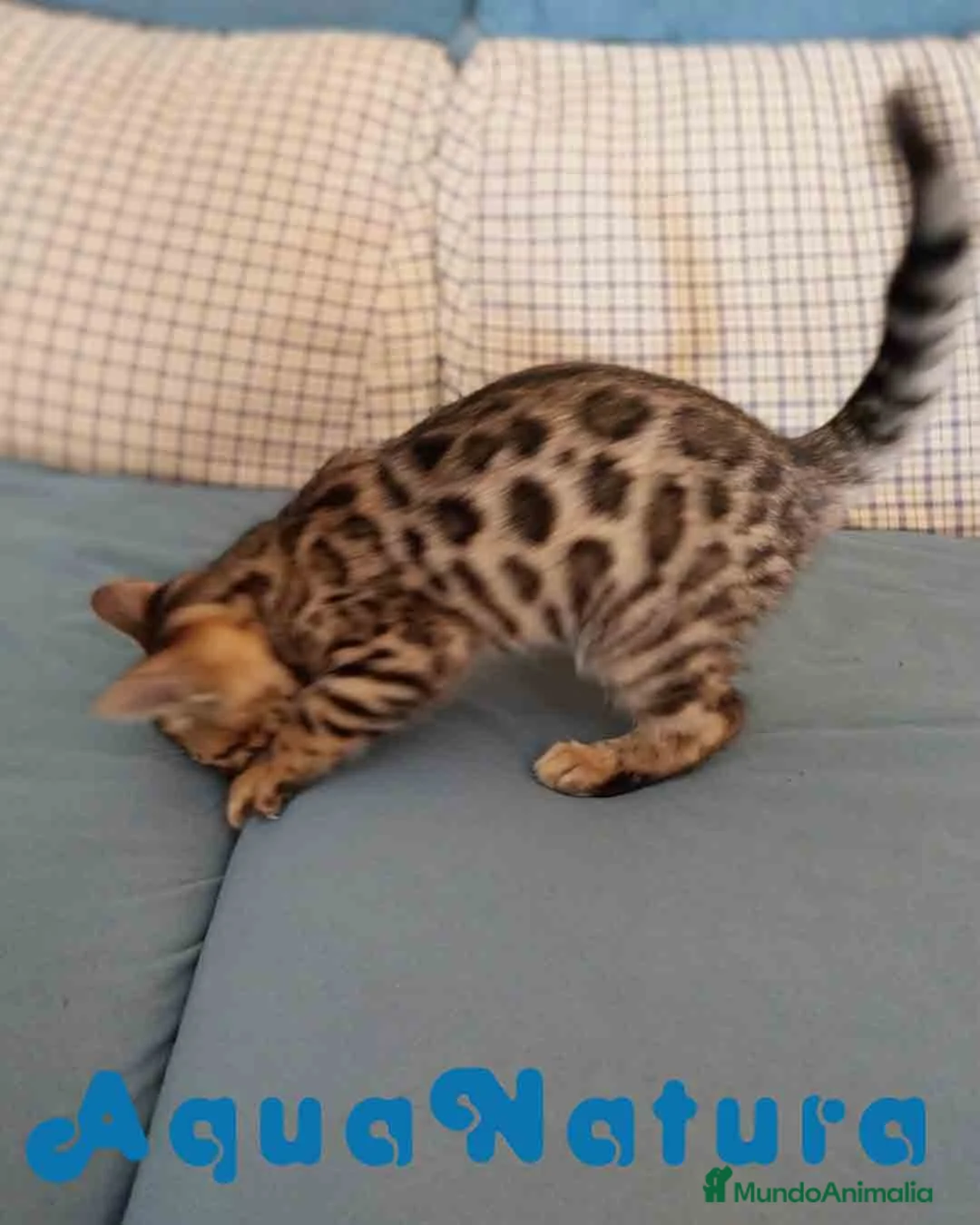 Bengalí gatos en venta: Gatitos BENGALI - AQUANATURA en Barcelona - Anuncio 11