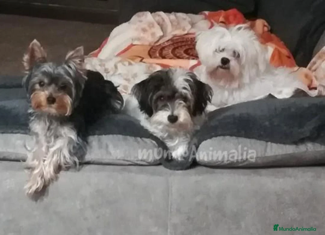 Imagen de galería {{count}}