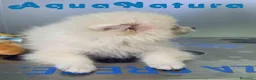Pomerania perros en venta: Pomerania Macho de Grana y Pompom 8173 AQUANATURA - Anuncio 3