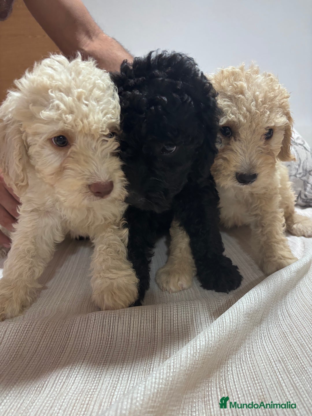 Perro de Agua Español perros en venta: Camada Perro de agua Español  - Imagen 2