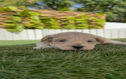 Maltipoo perros en venta: MALTIPOO  - Imagen 6