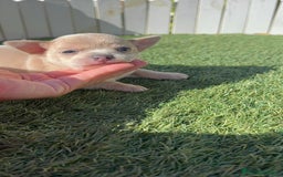 Chihuahua perros en venta: CHIHUAHUA HEMBRA - Imagen 17