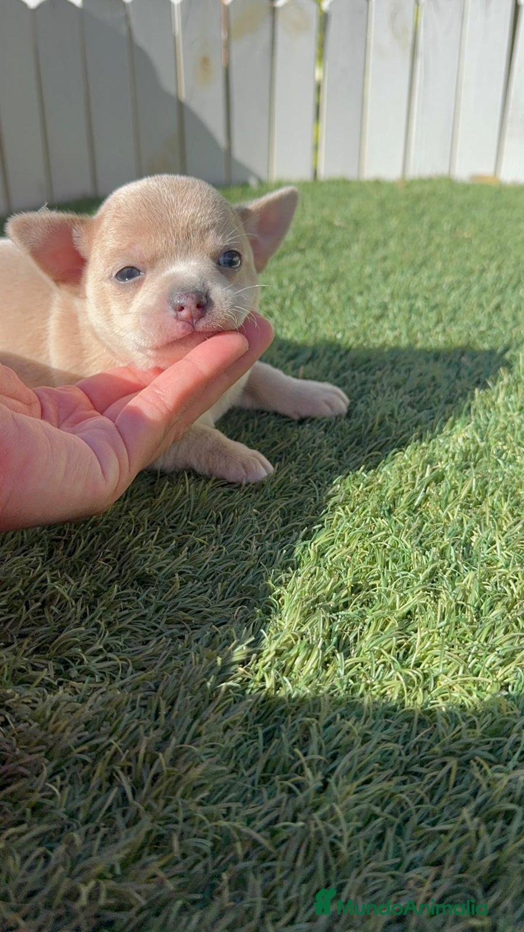 Chihuahua perros en venta: CHIHUAHUA HEMBRA - Imagen 17