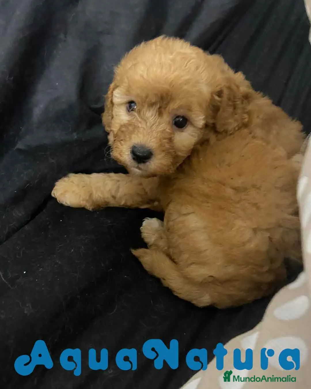 Havapoo perros en venta: Havapoo Hembra 2 de Locaty y Can AQUANATURA - Anuncio 3