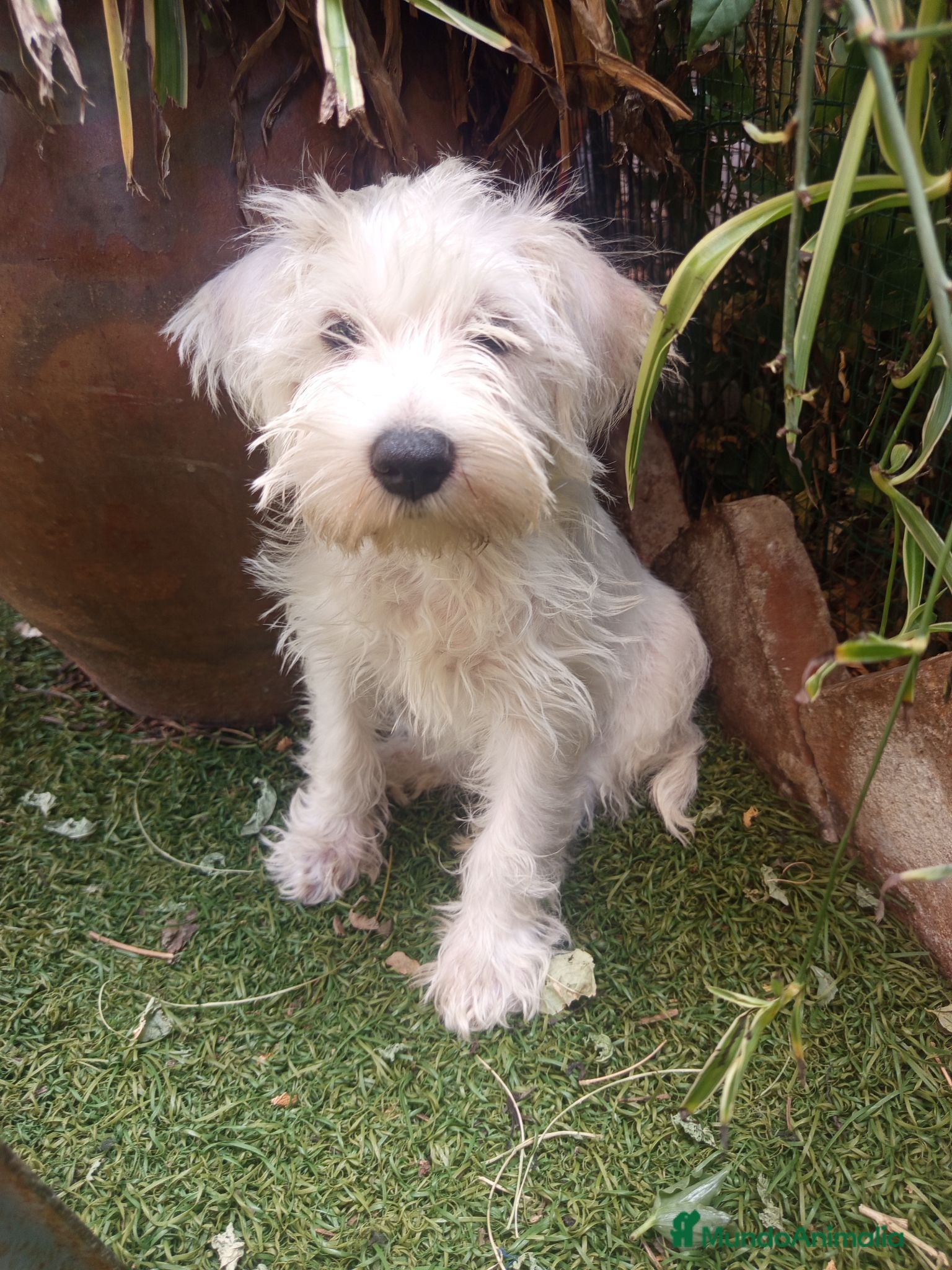 Schnauzer Miniatura perros Schnauzer mini blanco  - Anuncio 1