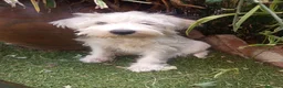 Schnauzer Miniatura perros en venta: Schnauzer mini blanco  - Anuncio 1
