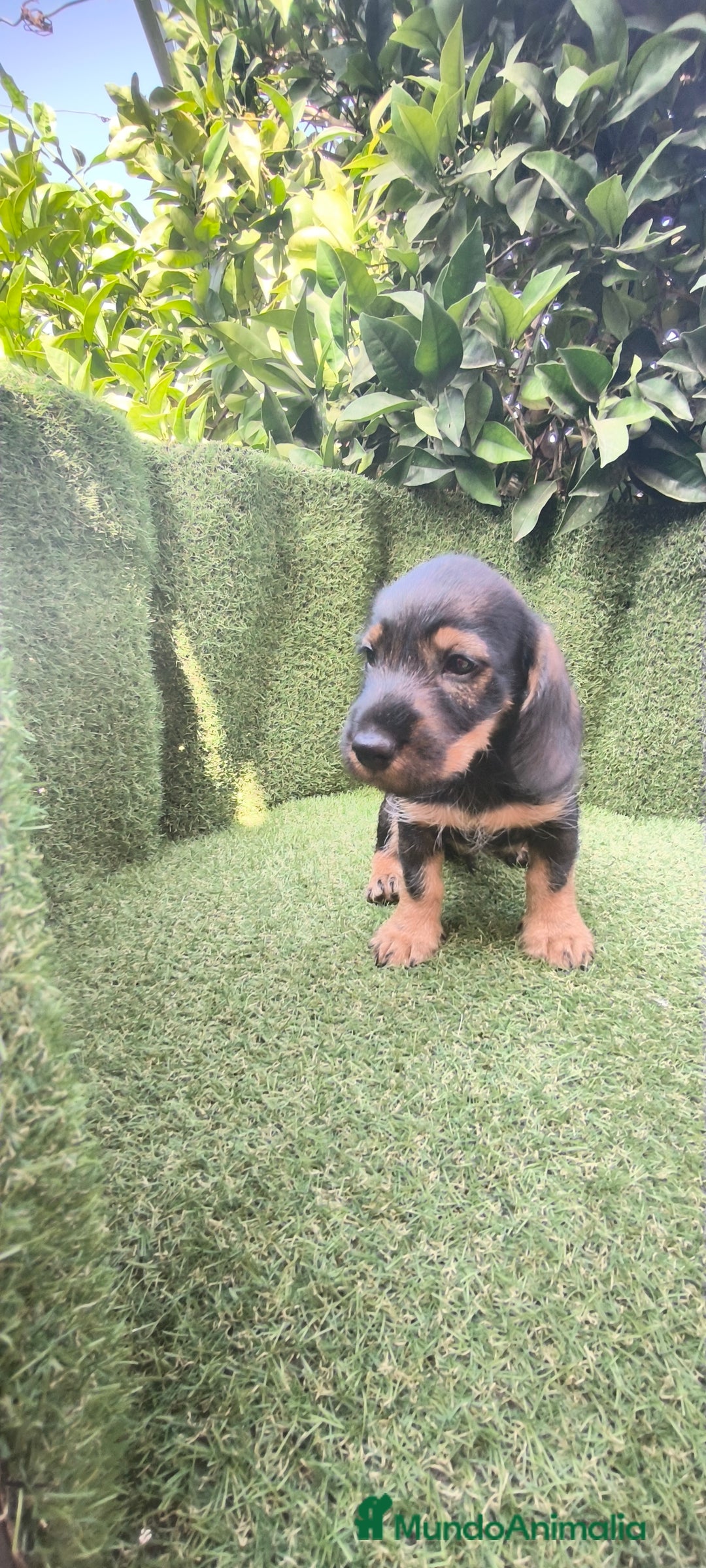 Teckel Miniatura perros en venta: teckel pelo basto - Imagen 3