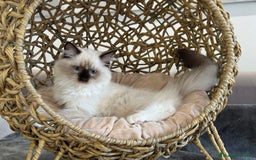 Ragdoll gatos en venta: Camada Ragdoll - Imagen 24
