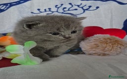 Británico de Pelo Corto Azul gatos en venta: Brithis Blues increíbles bebes  - Anuncio 2