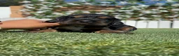 Cocker Spaniel Inglés perros en venta: CAMADA COCKER SPANIEL INGLES  - Anuncio 16