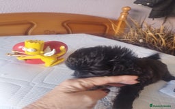 Maltipoo perros en venta: MALTIPOO MACHO CALIDAD Y SELECCIÓN  - Imagen 6