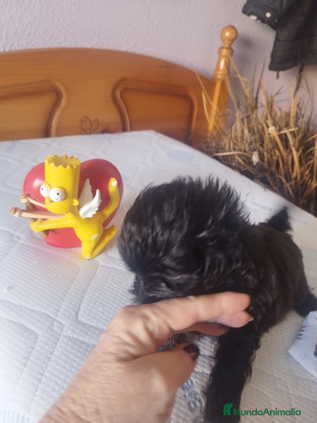 Maltipoo perros en venta: MALTIPOO MACHO CALIDAD Y SELECCIÓN  - Imagen 6