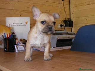 Bulldog Francés perros CAMADA DE BULLDOG FRANCES en Madrid - Anuncio 2