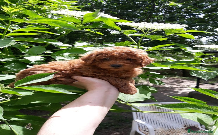 Caniche Enano perros - Anuncio 1