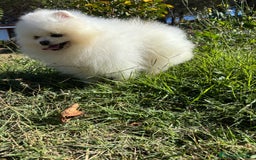 Pomerania perros en venta: Pomerania Macho toy  resérvalo para diciembre!! - Imagen 2