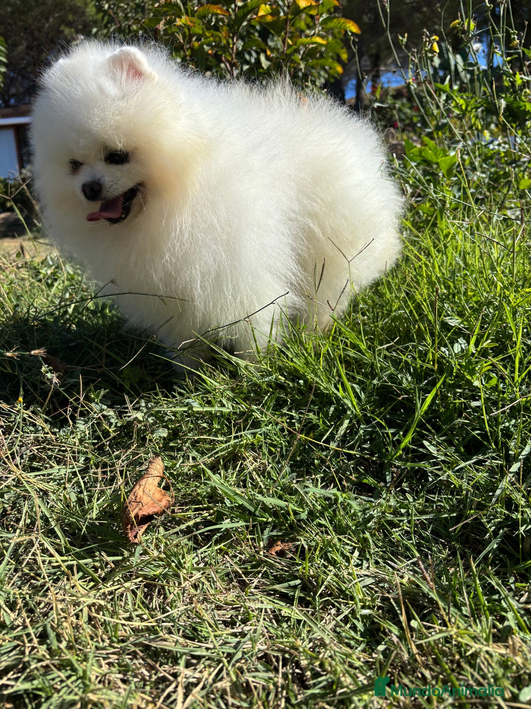 Pomerania perros en venta: Pomerania Macho toy  resérvalo para diciembre!! - Imagen 2