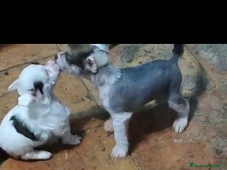 Perro Crestado Chino perros Increíbles crestado chino!!! - Anuncio 1