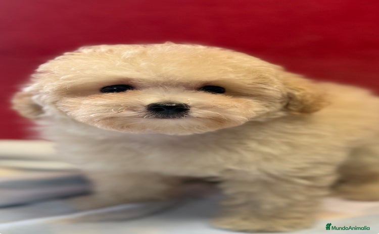 Caniche Toy perros - Anuncio 1