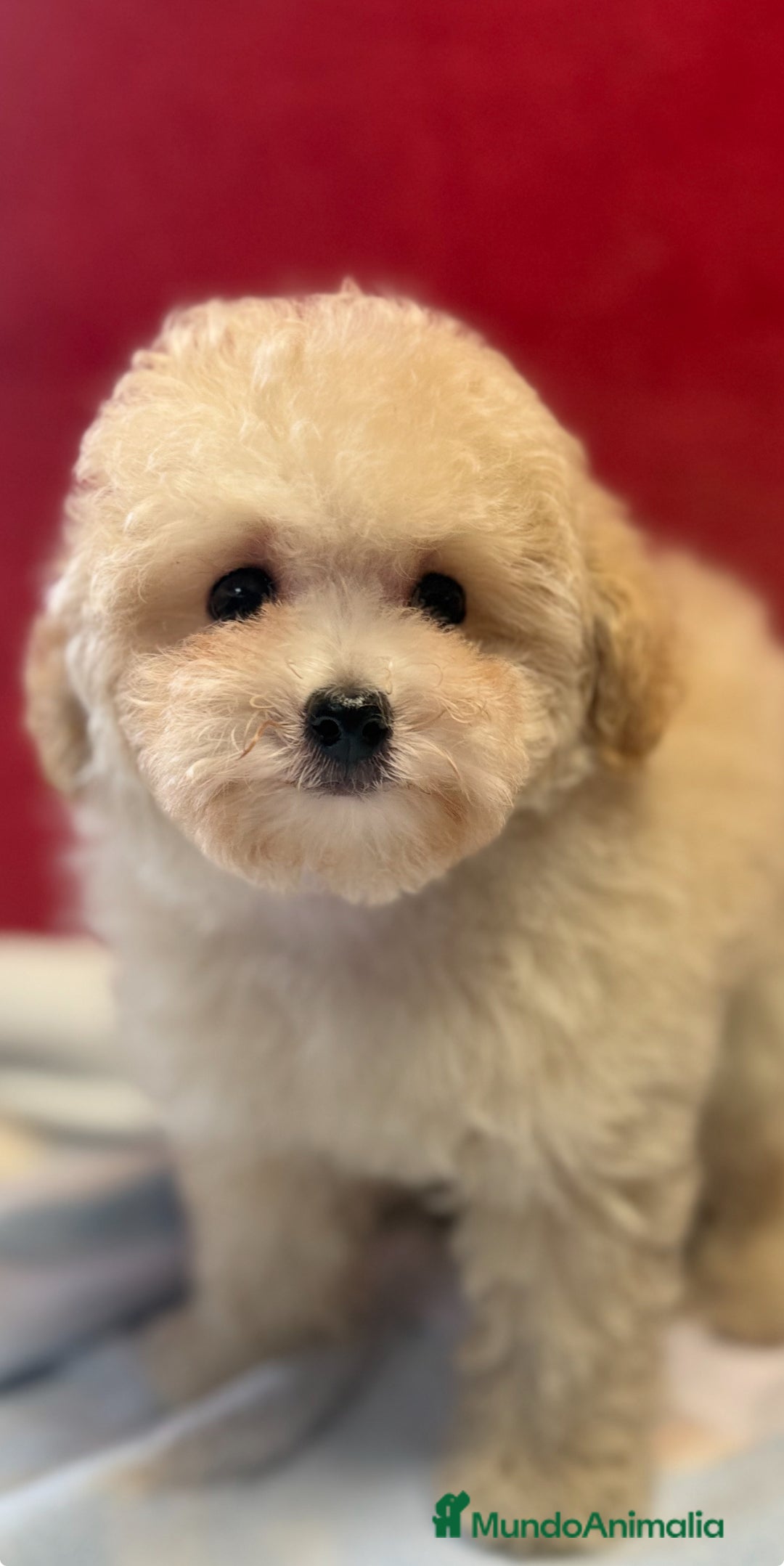 Caniche Toy perros en venta: Monísima Caniche Toy - Imagen 1