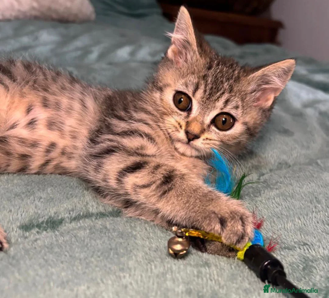 Británico de Pelo Corto gatos en venta: Venta de gatitos British. - Anuncio 1