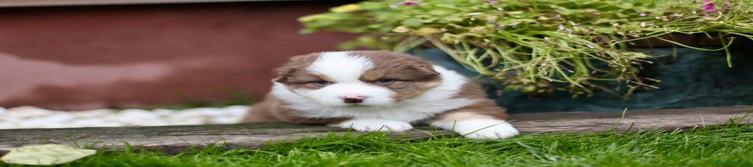 Macho rojo tricolor 1