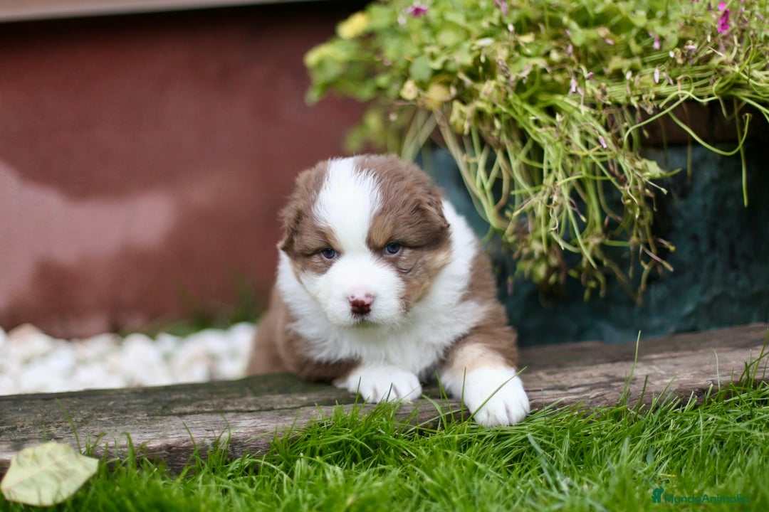 Pastor Australiano perros en venta: Cachorros de Pastor Australiano - Anuncio 2