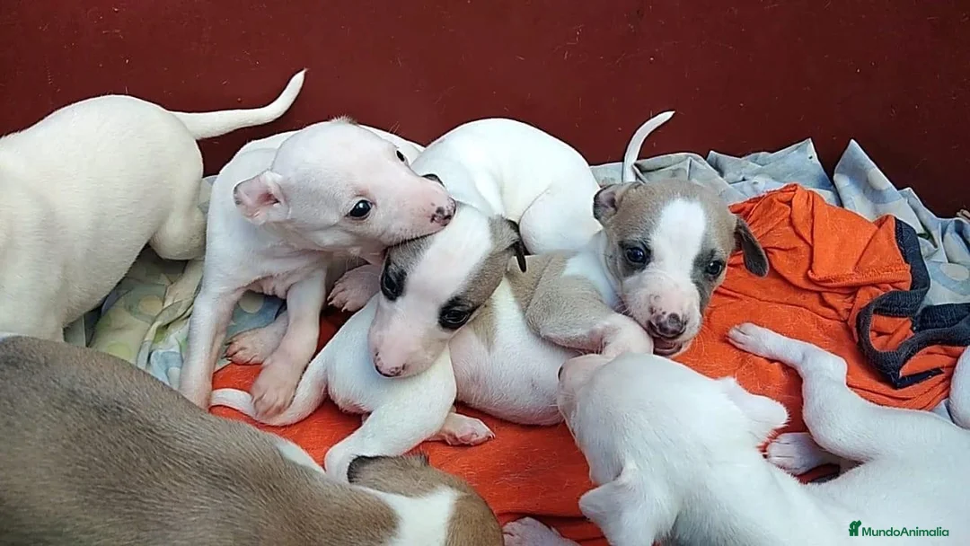 Whippet perros en venta: CACHORROS DE WHIPPET - BARCELONA -  TODA ESPAÑA - Anuncio 4