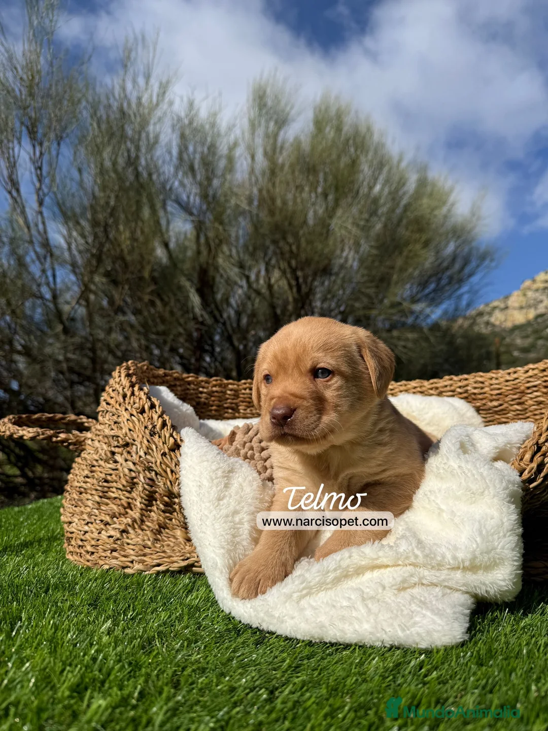 Labrador Retriever perros en venta: LABRADOR MACHO - Anuncio 3