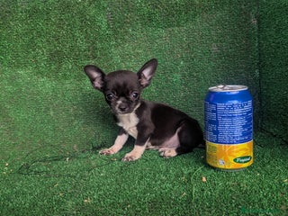 Chihuahua perros Chihuahua - Anuncio 1