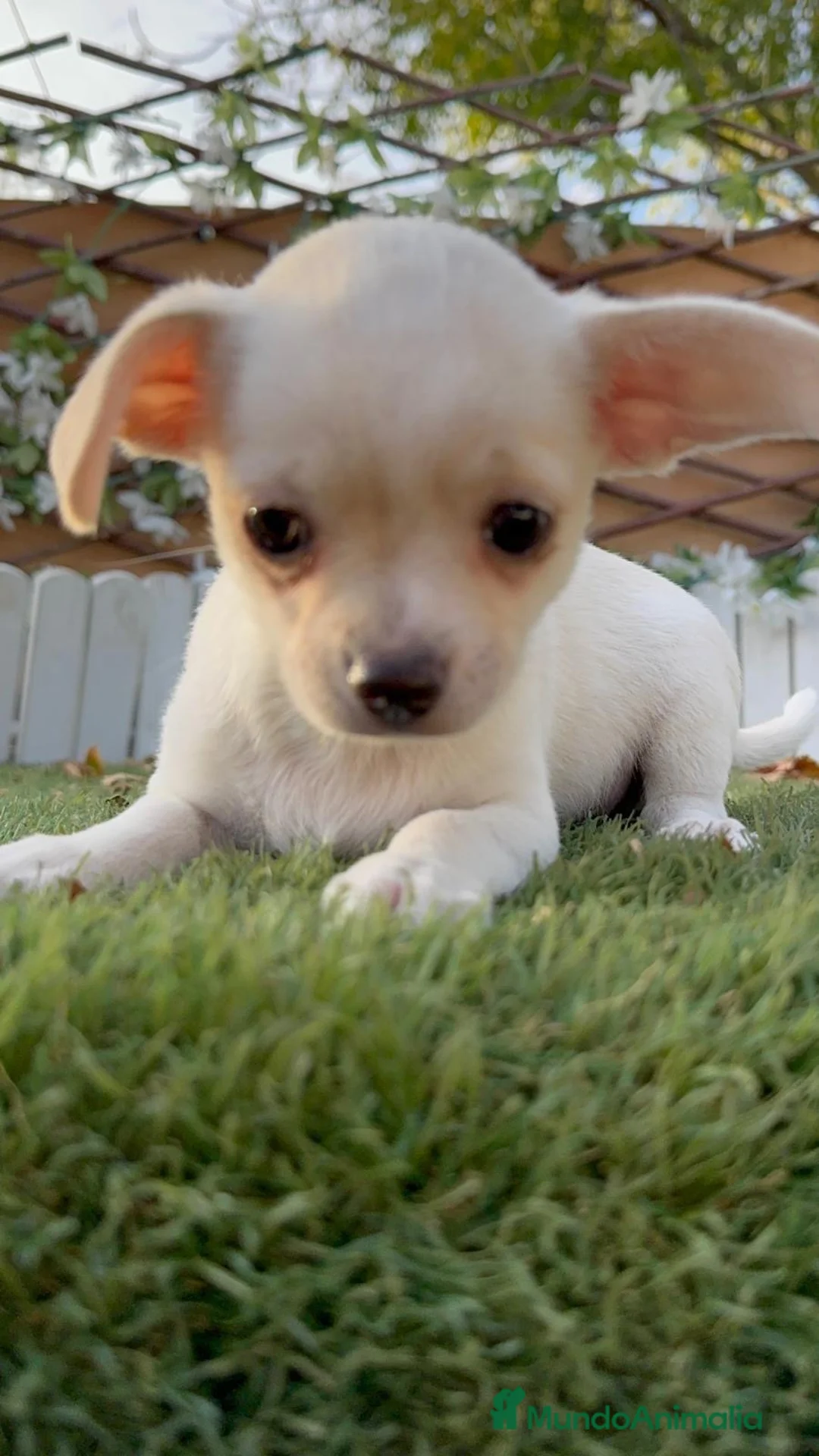 Chihuahua perros en venta: CHIHUAHUA - MACHO - Anuncio 2