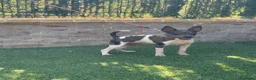 Gos Rater Valencià perros en venta: Cachorra ratonera valenciana arlequín  - Anuncio 8