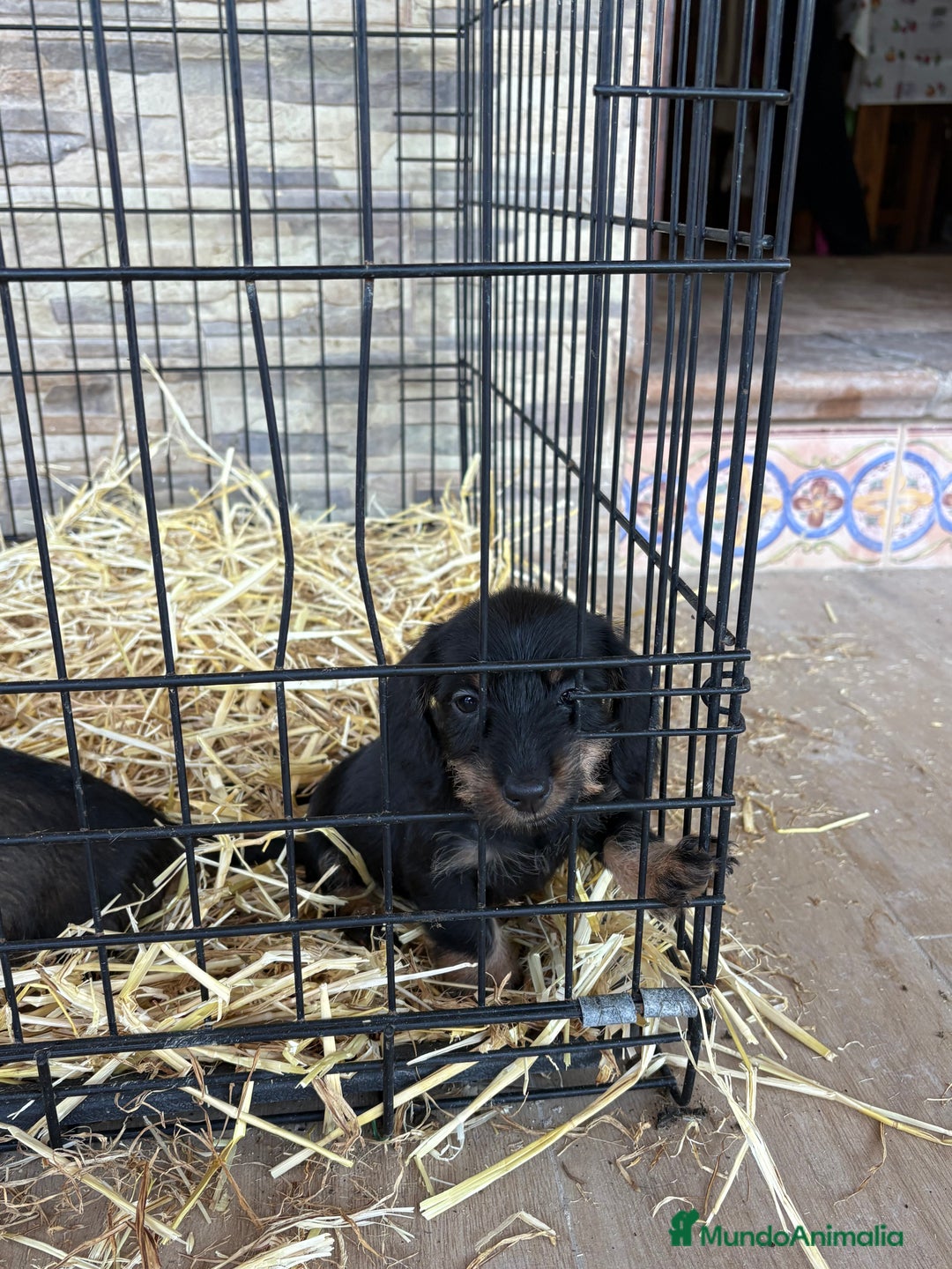 Teckel Miniatura perros en venta: Teckel mini pelo duro  - Anuncio 8