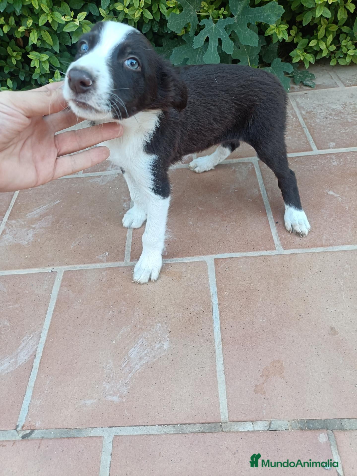 Border Collie perros Machos Border Collie Chocolate - Anuncio 2