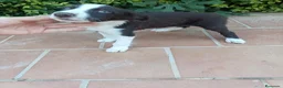 Border Collie perros en venta: Machos Border Collie Chocolate - Anuncio 1