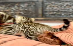 Bengalí gatos en venta: Gatita Bengalí - 3 Meses - Anuncio 11