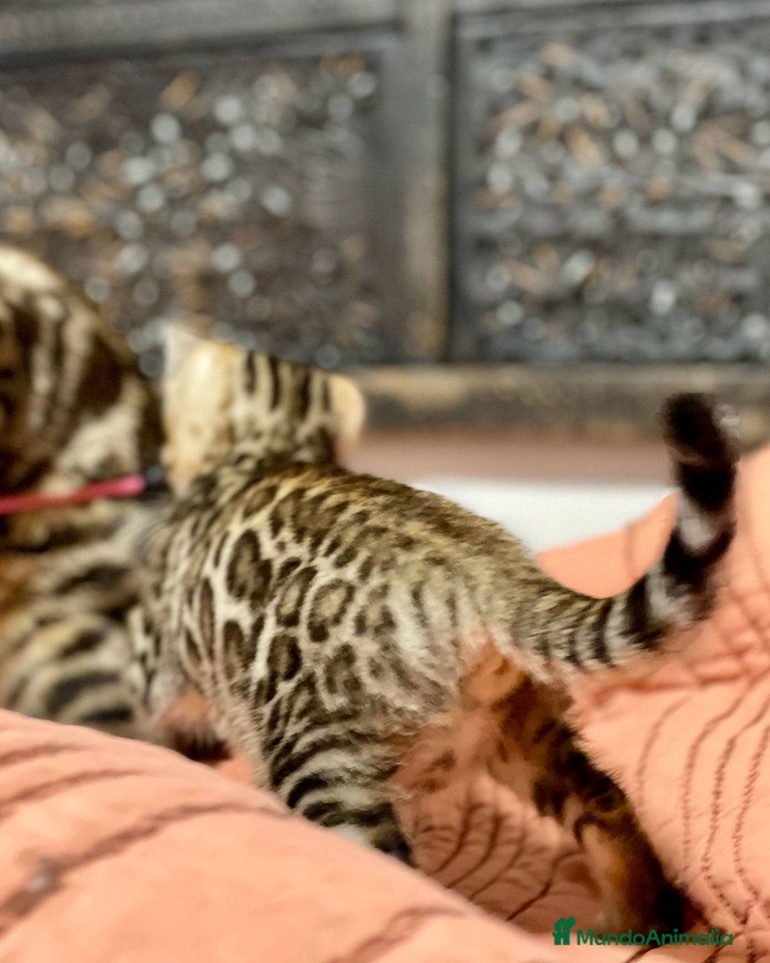 Bengalí gatos en venta: Gatita Bengalí - 3 Meses - Anuncio 11