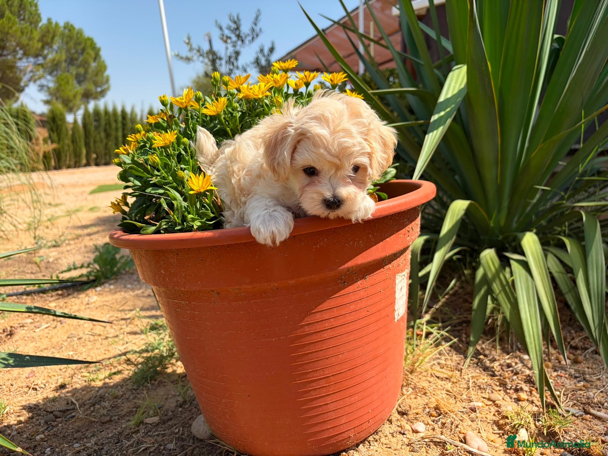 Maltipoo perros Maltipoo macho disponible  - Anuncio 1